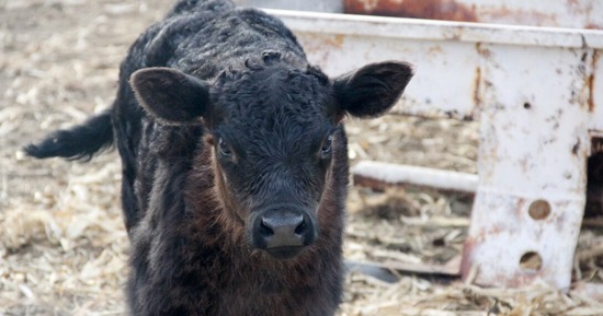 After exposure to wildfire smoke, vigilance will help calves stay healthy. Photo by Chabella Guzman