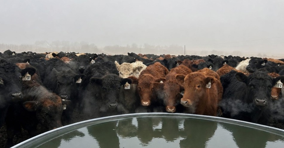 Don't Use Fertilizer Tanks to Haul Drinking Water for Cattle