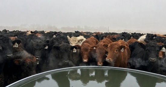 Don't Use Fertilizer Tanks to Haul Drinking Water for Cattle