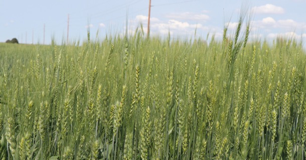 A wheat field outside of Sidney, Neb. Photo by Chabella Guzman