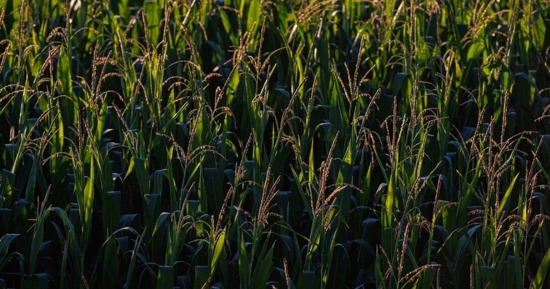 UNL Researchers Contribute to National Award-Winning Project on Corn Pest Management